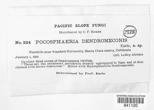Pocosphaeria dendromeconis image